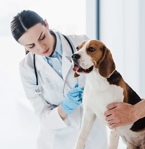 Seferihisar Veteriner