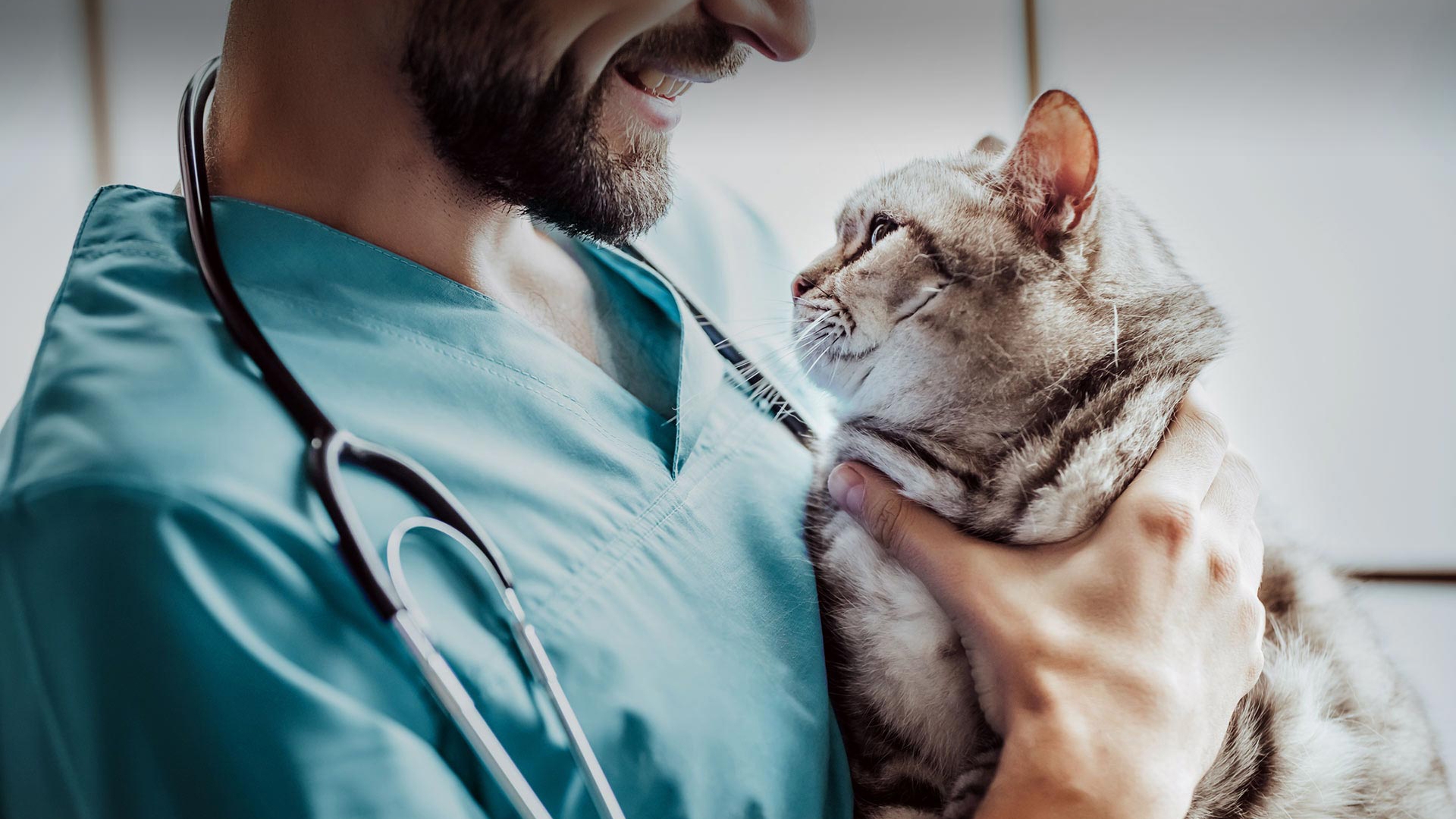 Seferihisar Veteriner